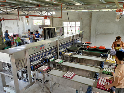 Egg Grader in Philippines in 2021-2023