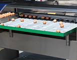 Egg Grader