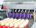 Egg Printer