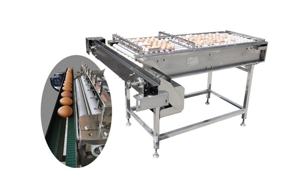 605G Egg Accumulator Table