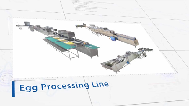 Egg Processing Line