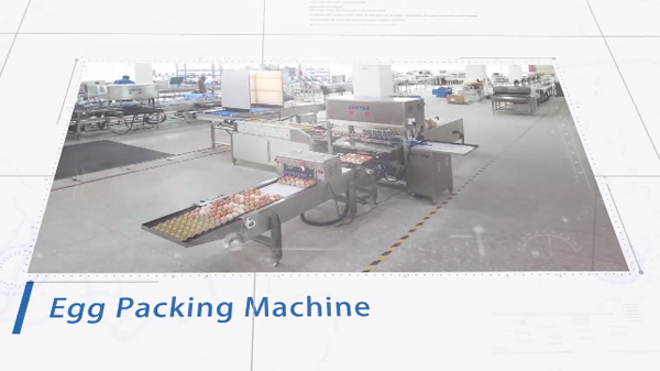 Egg Packing Machine