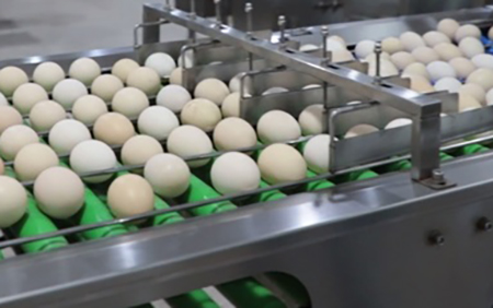 Egg accumulator