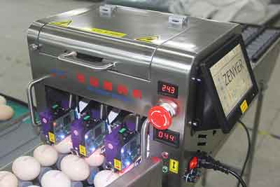 Egg printing (Optional)