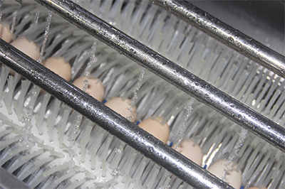 204A Egg Washer