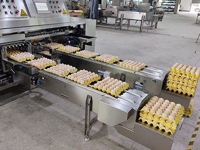 Auto packer (for 5*6 tray only)