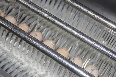 304A Egg Processing Line