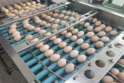 304A Egg Processing Line