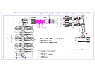 305A Egg Processing Line