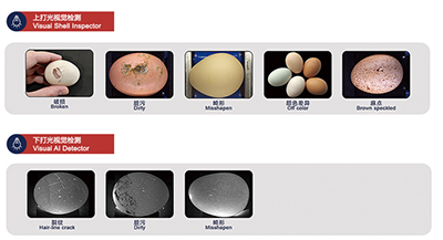 305A Egg Processing Line