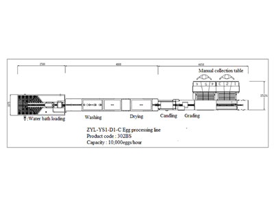 302BS Egg Processing Line