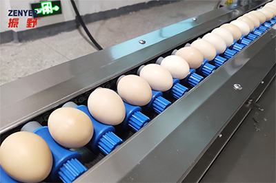 301AP Egg Processing Line