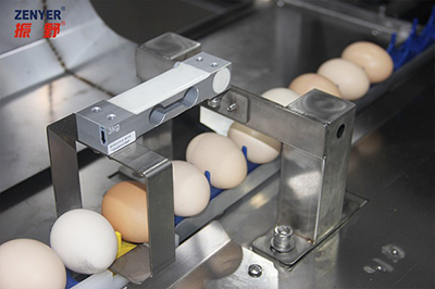 301AP Egg Processing Line