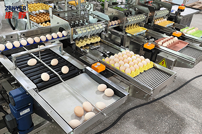 301AP Egg Processing Line